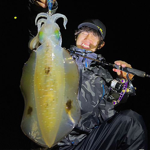 アオリイカの釣果