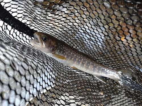 ニッコウイワナの釣果