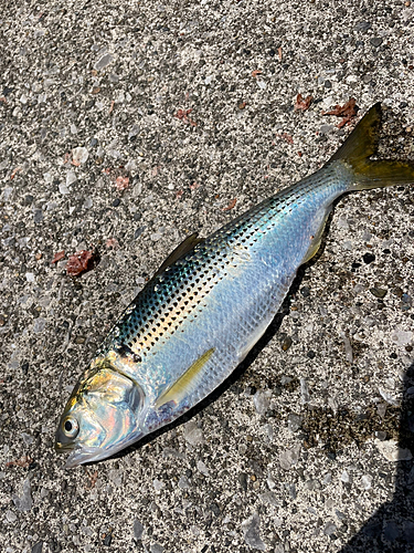 コノシロの釣果