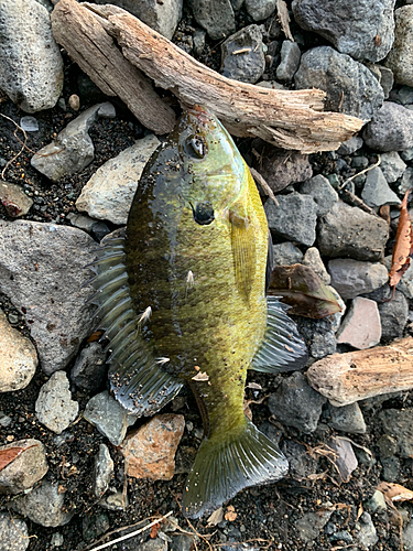 ブルーギルの釣果