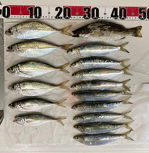 アジの釣果