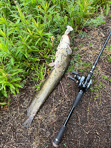 ナマズの釣果