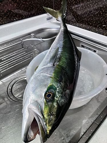 ワラサの釣果