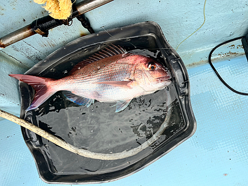 マダイの釣果