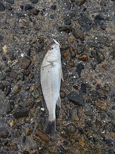 イシモチの釣果