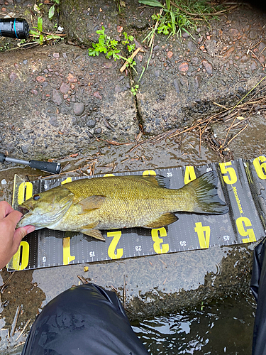 スモールマウスバスの釣果