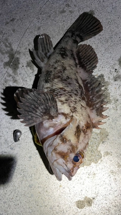 オウゴンムラソイの釣果