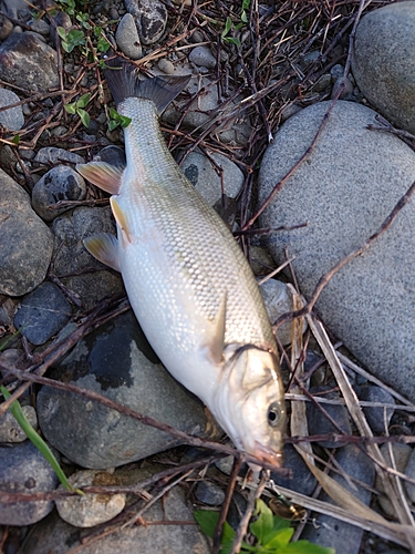 ウグイの釣果