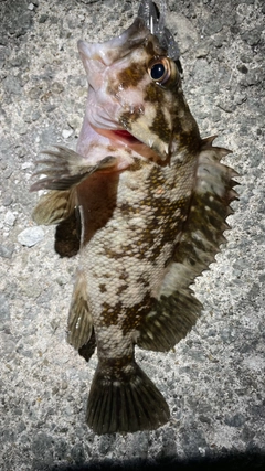 オウゴンムラソイの釣果