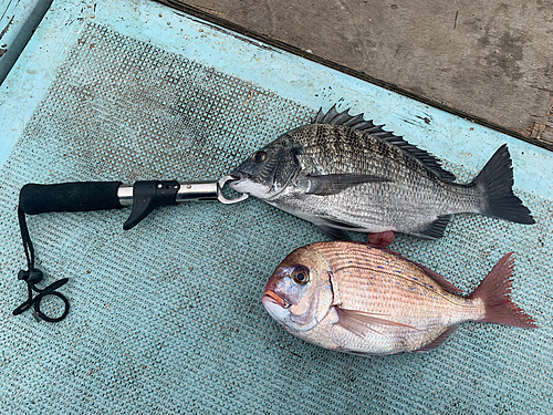 クロダイの釣果