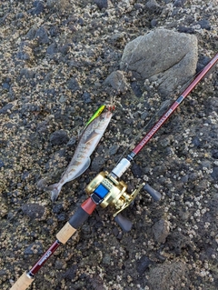 ホッケの釣果