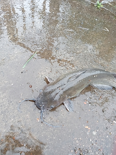 アメリカナマズの釣果