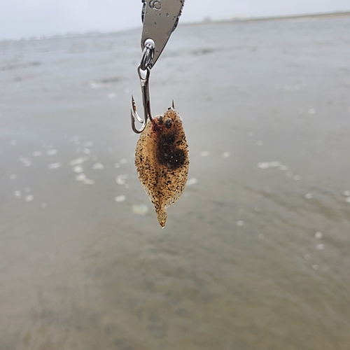 ハゼの釣果