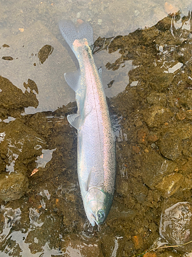 ニジマスの釣果