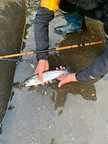 ニジマスの釣果