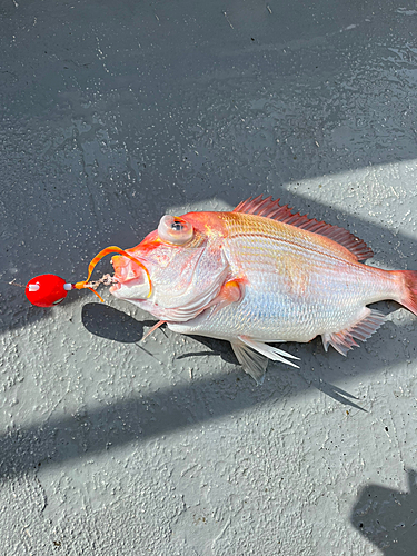 レンコダイの釣果