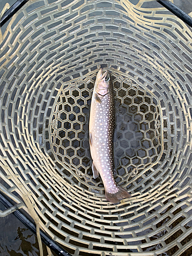 イワナの釣果