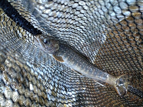 ニッコウイワナの釣果