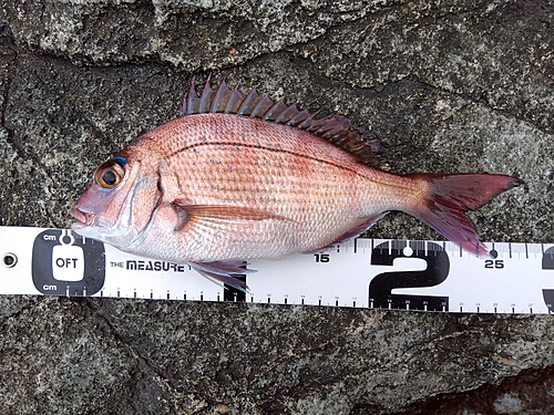 マダイの釣果