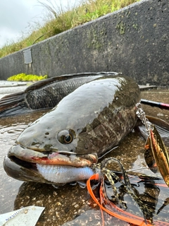 ライギョの釣果