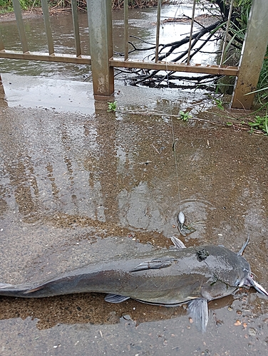 アメリカナマズの釣果