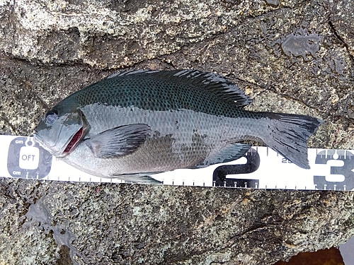 クチブトグレの釣果