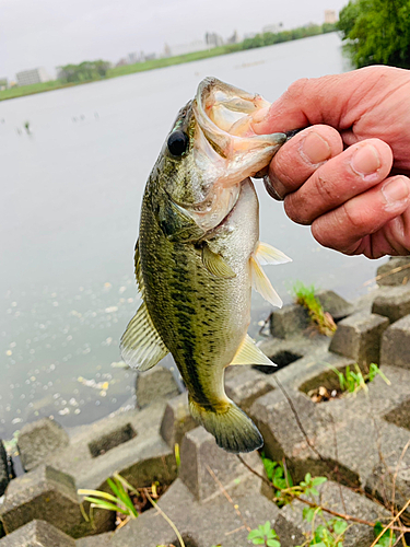 ラージマウスバスの釣果