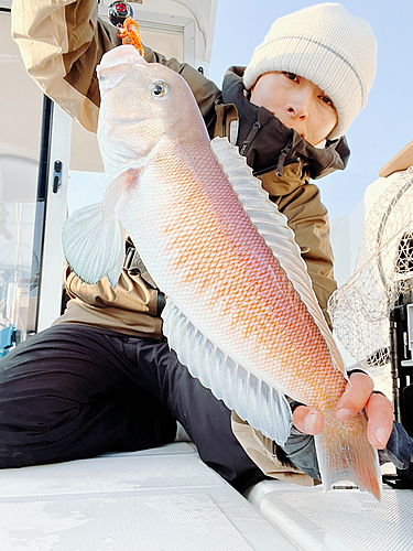 シロアマダイの釣果