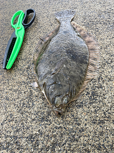 マコガレイの釣果