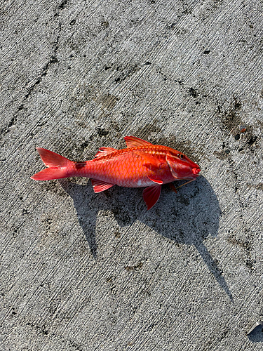 オオモンハタの釣果