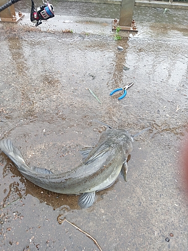 アメリカナマズの釣果