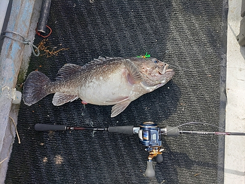 クロソイの釣果