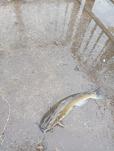 アメリカナマズの釣果