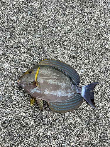 トカジャーの釣果