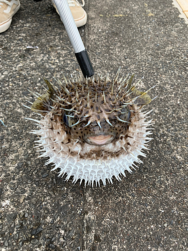 イソカサゴの釣果