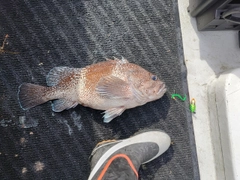 タヌキメバルの釣果