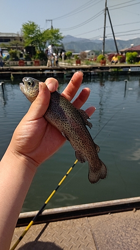 ニジマスの釣果