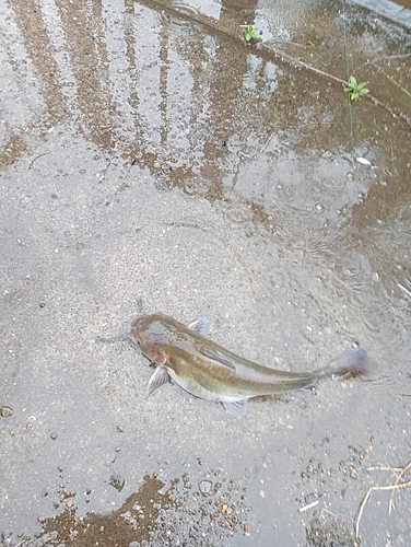 アメリカナマズの釣果