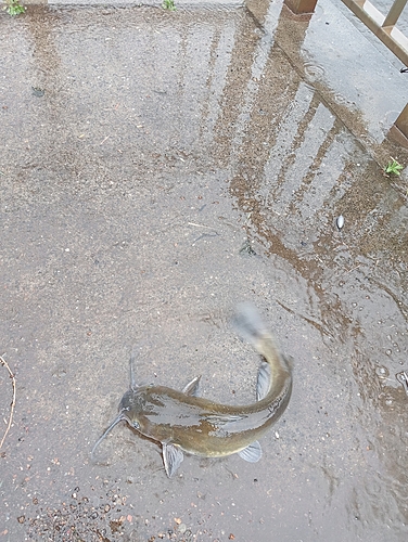 アメリカナマズの釣果