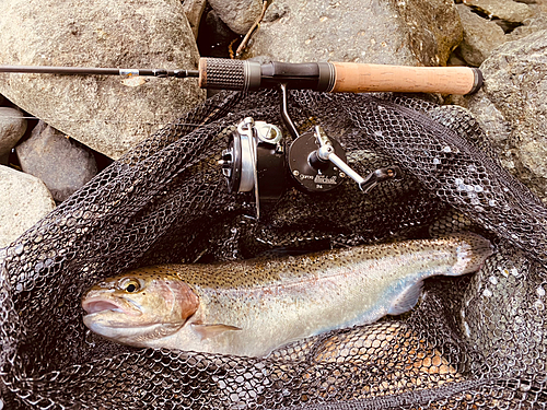 ニジマスの釣果