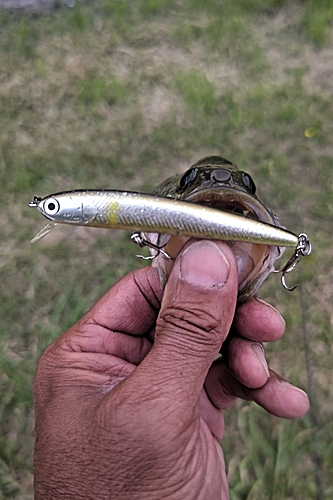 ラージマウスバスの釣果