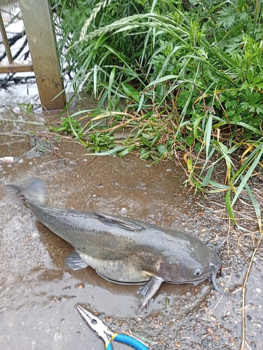 アメリカナマズの釣果