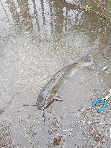 アメリカナマズの釣果