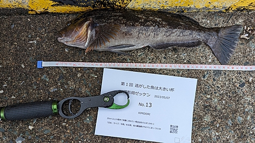 アイナメの釣果