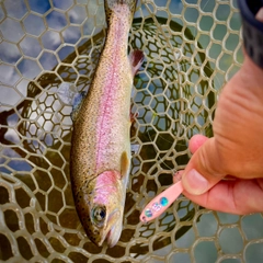 ニジマスの釣果