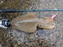 カミナリイカの釣果