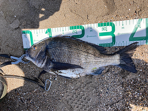 クロダイの釣果