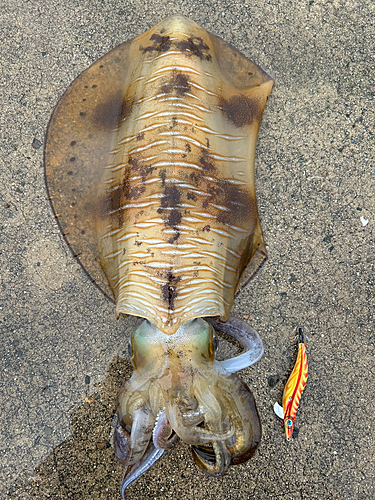 アオリイカの釣果