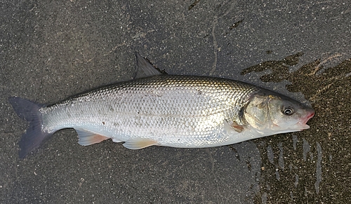 ウグイの釣果