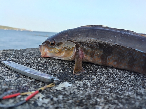 ホッケの釣果